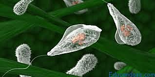 Organismes pluricel·lulars