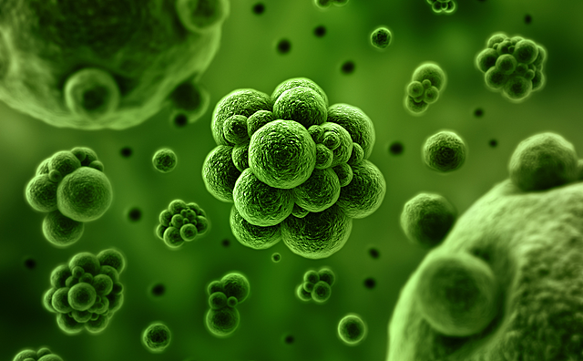 Organismes pluricel·lulars