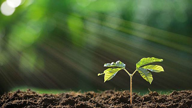 Primeres formes de vida