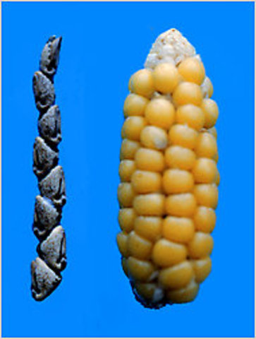 The discovery of maize