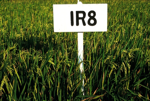 New development of rice