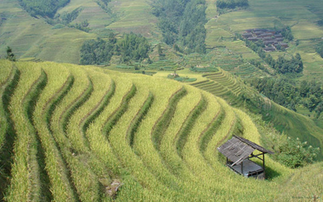 World's biggest rice producer