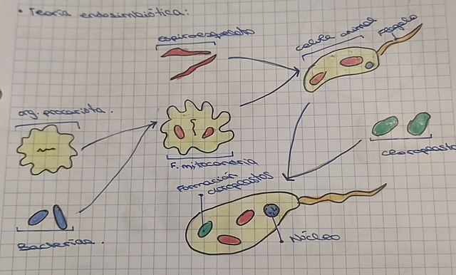 Teoría endosimbiótica.