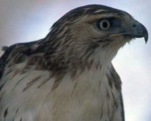 Myakka State Park Opens