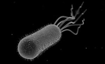 Primeres formes de vida