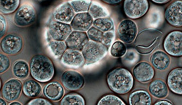 Organismes pluricel·lulars