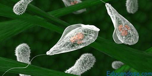 Organismes pluricel·lulars