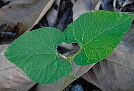 2) APARICIÓN DE HOJAS PRIMARIAS