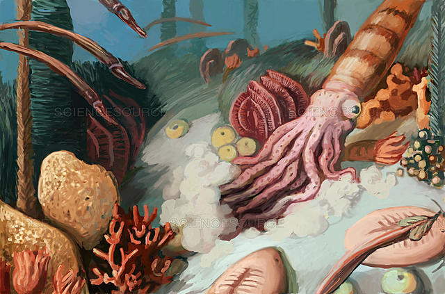 Invertebrate diversification