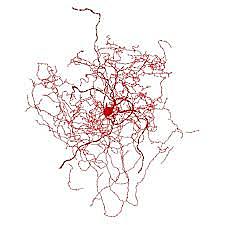 Un nuevo tipo de neurona.