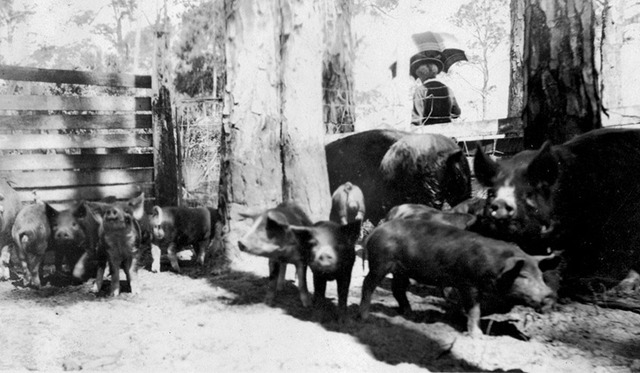 Palmer was made a vice-president of the Florida State Live Stock Association