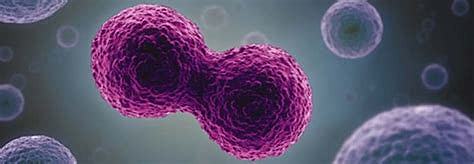 Statement that all living cells come from cells