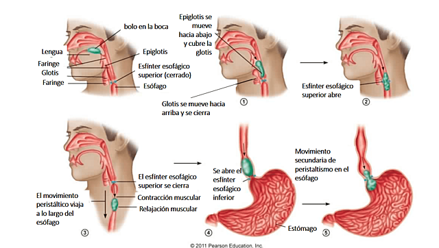 Neurofisiología de la Deglución