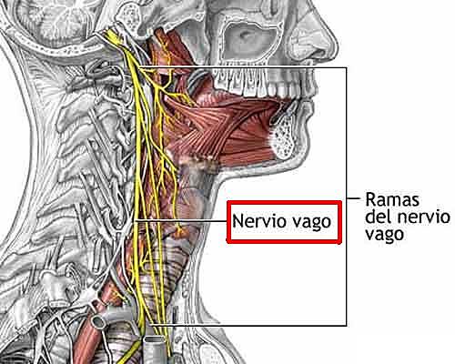 Nervio vago