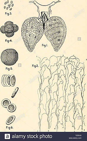 Leeuwenhoek desarrolla el descubrimiento de red de capilares de Marcello Malpighi