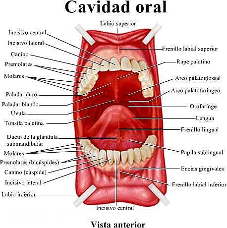 Cavidad oral