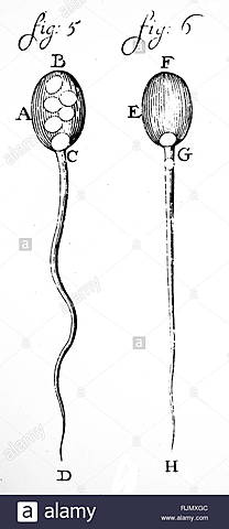 Leeuwenhoek describe los espermatozoides