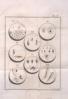 Spallanzani descubre la fecundación artificial