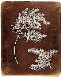 William Henry Fox Talbot