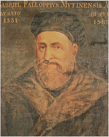 Observationes anatomicae (Fallopio)