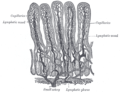 Quilíferos (Arselli)