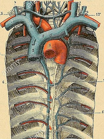 Conducto torácico (Pecquet)