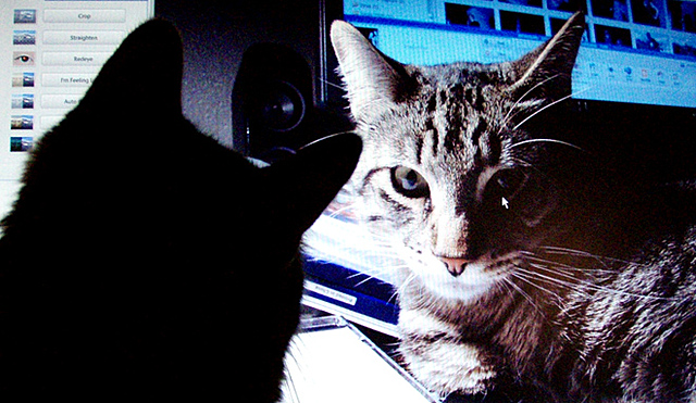 Reconociendo gatos en YouTube