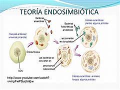 Teoría endosimbiótica