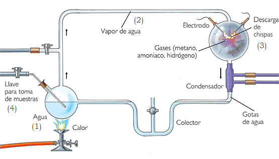 Experimento Miller (Teoría Oparin-Haldane)