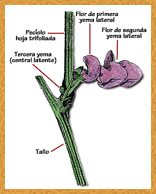 3) TERCERA HOJA TRIFOLIADA
