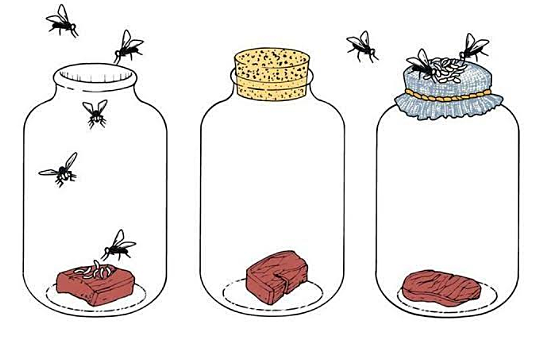 Teoría de la generación espontánea Experimento