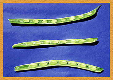 7) LLENADO DE LAS VAINAS