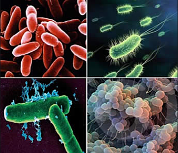 Primeres Formes de vida