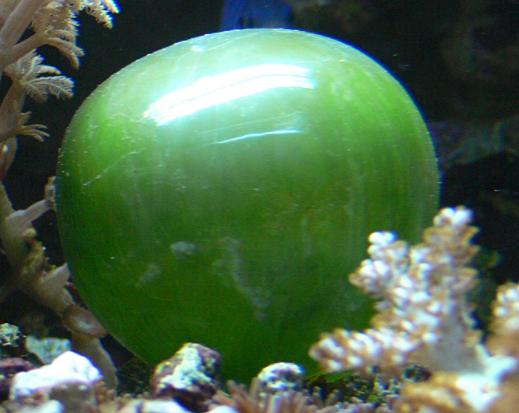 Organismes unicel·lulars