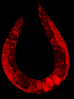 Organismes pluricel·lulars
