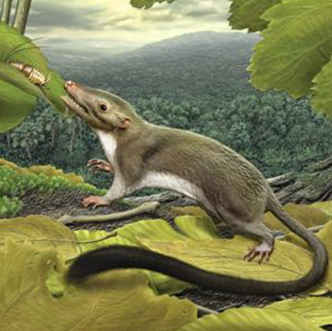 Aparició dels mamífers