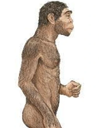 Homo erectus