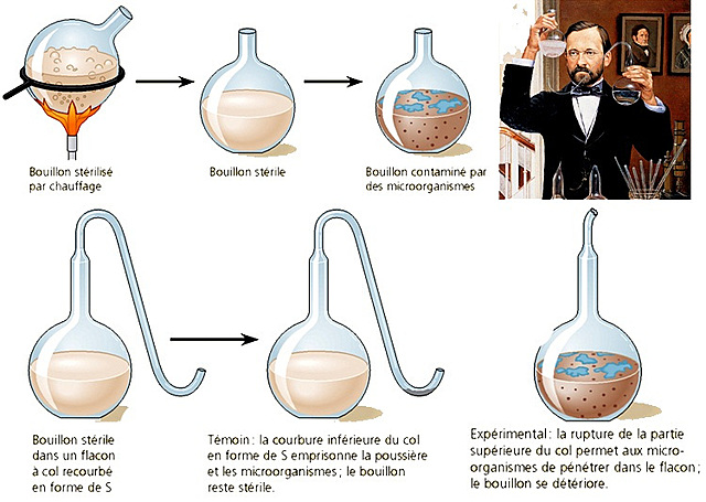 El experimento de pasteur