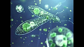 Timeline: Teorías origen de la vida