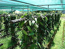 Vanilla was found to be pollinated by hand