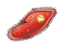 organismes unicel·lulars