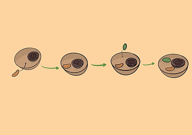 TEORÍA ENDOSIMBIÓTICA