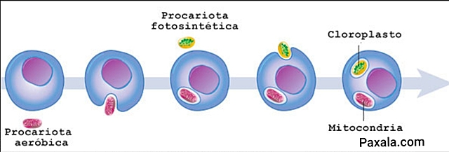 La teoría endosimbiótica (vigente)