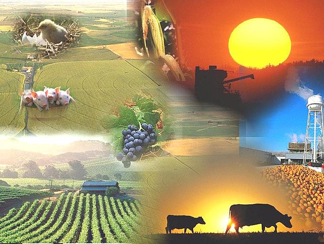 SUBSIDIO A LA PRODUCCIÓN