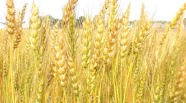 Timeline: Major Foods in BC