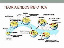 Teoría endosimbiótica