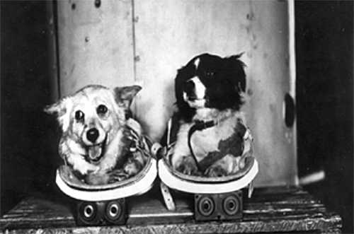 дезик и цыган. собаки цыган и дезик в космосе. дезик и цыган капустин яр 22 июля 1951 г. дезик и цыган в космосе. 07.