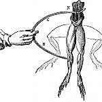 Historia de la física: Siglo XVIII. "La neurofisiología por Luigi Galvani"