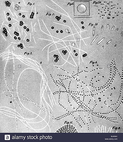 Robert Koch publica sus descubrimientos de los brotes espontáneos de ántrax