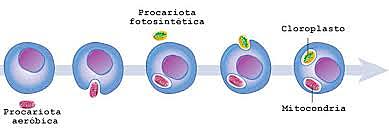 TEORÍA ENDOSIMBIÓTICA